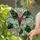Art Enthusiasts' Tiffany Style Jewel Tone Luna Moth Floral Stained Glass Mosaic Stained Glass Suncatcher - 6viIl8g-gV