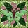 Art Enthusiasts' Tiffany Style Jewel Tone Luna Moth Floral Stained Glass Mosaic Stained Glass Suncatcher - 5