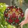 Christmas Art Admirers' Glowing Tiffany Stained Glass Red Candles Poinsettia Holly Mosaic Stained Glass Suncatcher - d1c1xjVtan
