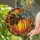 Autumn Enthusiasts' Stained Glass Tiffany Style Pumpkin Mosaic Forest Vibrant Orange Amber Blue Stained Glass Suncatcher - 2