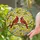 Bird Enthusiasts' Tiffany Style Stained Glass Cardinal Birds Red White Yellow Floral Nature Art Stained Glass Suncatcher - 2