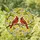 Bird Enthusiasts' Tiffany Style Stained Glass Cardinal Birds Red White Yellow Floral Nature Art Stained Glass Suncatcher - 1