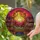 Fantasy Art Lovers' Jewel Tone Stained Glass Intricate Sunset Book Nook & Glowing Fireflies Pattern Stained Glass Suncatcher - 2