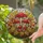 Nature Lovers' Glowing Tiffany Stained Glass Red Mushroom Gold Amber Autumn Forest Mosaic Stained Glass Suncatcher - 3bKVOyfvXB