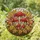 Nature Lovers' Glowing Tiffany Stained Glass Red Mushroom Gold Amber Autumn Forest Mosaic Stained Glass Suncatcher - yn0ImJoCNh