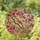 Nature Lovers' Intricate Stained Glass Songbird Cherry Blossom Pink Amber Green Jewel Tone Artwork Stained Glass Suncatcher - 1