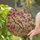 Nature Lovers' Intricate Stained Glass Songbird Cherry Blossom Pink Amber Green Jewel Tone Artwork Stained Glass Suncatcher - 2