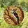Wildlife Enthusiasts' Edge-to-Edge Tiffany Stained Glass Woodpecker Red Crest Amber Gold Intricate Mosaic Stained Glass Suncatcher - gwen-TxRqU