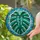 Nature Lovers' Tiffany Style Monstera Leaf Teal Green Aqua Blue Ripple Mosaic Pattern Stained Glass Suncatcher - 2