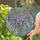 Nature Lovers' Tiffany Style Stained Glass Wisteria Vine Floral Intricate Mosaic Vibrant Jewel Tones Green Lavender Violet Stained Glass Suncatcher - SX6wwdx0fo