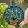 Nature Lovers' Glowing Stained Glass Emerald Terracotta Teal Beaded Succulent Mosaic Pattern Stained Glass Suncatcher - 2