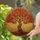 Nature Lovers' Intricate Tiffany Stained Glass Tree of Life Autumn Jewel Tone Mosaic Stained Glass Suncatcher - 3h9u-nXUzx