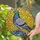 Art & Nature Lovers' Majestic Pigeon Iridescent Stained Glass Amber Mosaic Tiffany Style Stained Glass Suncatcher - rLxbQLkynX