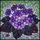 Floral Art Lovers' Glowing Stained Glass Bloomed African Violet Royal Purple Teal Lavender Golden Orange Mosaic Stained Glass Suncatcher - 7