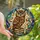 Enchanted Forest Art Lovers' Tiffany Stained Glass Wise Owl Antique Books Holly Berries Emerald Ruby Amber Mosaic Stained Glass Suncatcher - casDaEi3CH