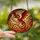 Fantasy Art Lovers' Majestic Dragon Stained Glass Fiery Jewel Tone Mosaic Stained Glass Suncatcher - 2