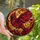 Nature Lovers' Intricate Stained Glass Cardinal Ruby Red Golden Yellow Jewel Tone Mosaic Art Stained Glass Suncatcher - 4tpjQ-kiqI