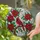 Nature & Art Lovers' Vibrant Red Cardinal Tiffany Stained Glass Poinsettia Holly Mosaic Stained Glass Suncatcher - x-BQJ746Bi