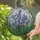 Nature Lovers' Tiffany Stained Glass Bluebell Floral Mosaic Jewel Tones Edge-to-Edge Design Stained Glass Suncatcher - 2