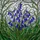 Nature Lovers' Tiffany Stained Glass Bluebell Floral Mosaic Jewel Tones Edge-to-Edge Design Stained Glass Suncatcher - 5