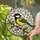 Nature Lovers' Detailed Tiffany Stained Glass Great Tit Bird Yellow Black Green Mosaic Stained Glass Suncatcher - 2