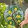 Art Lovers' Vibrant Tiffany Stained Glass Lemon Grove Yellow Green Blue Mosaic Stained Glass Suncatcher - Aw7v67ah3F