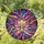 Art Lovers' Edge-to-Edge Tiffany Stained Glass Lotus Magenta Sapphire Gold Amethyst Celestial Mosaic Stained Glass Suncatcher - K64YvAAmNP