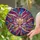 Art Lovers' Edge-to-Edge Tiffany Stained Glass Lotus Magenta Sapphire Gold Amethyst Celestial Mosaic Stained Glass Suncatcher - NuGjay9JAZ