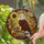 Nature Art Lovers' Tiffany Style Stained Glass Majestic Eagle Golden Yellow Orange Autumn Mosaic Stained Glass Suncatcher - 2