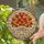 Autumn Lovers' Stained Glass Autumn Leaves Bouquet Glowing Tiffany Jewel Tone Red Orange Yellow Stained Glass Suncatcher - 2