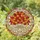 Autumn Lovers' Stained Glass Autumn Leaves Bouquet Glowing Tiffany Jewel Tone Red Orange Yellow Stained Glass Suncatcher - 1