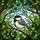 Nature Lovers' Tiffany Style Stained Glass Titmouse Bird Vibrant Emerald Green & Sky Blue Foliage Stained Glass Suncatcher - 5