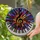 Music Lovers' Tiffany Stained Glass Treble Clef Sunburst Mosaic Jewel Tones Stained Glass Suncatcher - 2