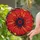Art Lovers' Tiffany Style Stained Glass Fiery Red Orange Poppy Mosaic Jewel Tones Stained Glass Suncatcher - 2
