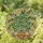 Nature Lovers' Intricate Tiffany Style Stained Glass Tropical Plant Mosaic Jewel Tones Stained Glass Suncatcher - 1