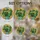 Botanical Enthusiasts' Tiffany Stained Glass Monstera Emerald Lime Teal Pattern Stained Glass Suncatcher - 4