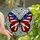 Stained Glass Art Lovers' Majestic Butterfly Tiffany Red Blue White Gold Starry Striped Celestial Mosaic Stained Glass Suncatcher - HnGM_TtM8Z