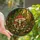 Cottagecore Enthusiasts' Vibrant Tiffany Stained Glass Mushroom Red Green Forest Mosaic Edge-to-Edge Stained Glass Suncatcher - 1