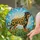 Rottweiler Lovers' Jewel Tone Black Golden Yellow Tiffany Stained Glass Sunflower Rottweiler Art Stained Glass Suncatcher - 2