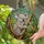 Wildlife Enthusiasts' Intricate Tiffany-Style Stained Glass Koala Eucalyptus Forest Mosaic Jewel Tones Stained Glass Suncatcher - Fx_FWfEXWW