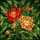 Art Lovers' Fiery Orange Red Yellow Cream Green Tiffany Stained Glass Peony Floral Mosaic Stained Glass Suncatcher - 5