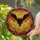 Gothic Art Adorers' Stained Glass Bat Mosaic, Fiery Orange, Amber & Black Jewel Tones Stained Glass Suncatcher - 2