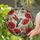 Art Enthusiasts' Tiffany Style Stained Glass Hummingbird Red Poppy Mosaic Jewel Tones Stained Glass Suncatcher - LjjfH4-_7u