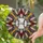 Baseball Dads' Intricate Stained Glass Baseball 'Dad' Radial Amber Red Geometric Art Stained Glass Suncatcher - 2