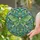 Nature Lovers' Tiffany Stained Glass Luna Moth Chartreuse Green Wings Emerald Aqua Mosaic Stained Glass Suncatcher - 2
