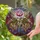 Women's Intricate Stained Glass Rose Ruby Magenta Golden Amber Celestial Mosaic Stained Glass Suncatcher - 2
