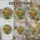 Nature Lovers' Tiffany Stained Glass Floral Mosaic Yellow Orange Green Jewel Tone Botanical Art Stained Glass Suncatcher - 4