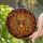 Gothic Art Lovers' Fiery Orange Amber Stained Glass Spider Web Mosaic Art Stained Glass Suncatcher - 2