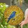 Nature Lovers' Sapphire Songbird Tiffany Glass Autumn Foliage Mosaic Pattern Stained Glass Suncatcher - 2