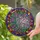 Fantasy Art Lovers' Intricate Tiffany Stained Glass Crescent Moon Celestial Flora Fungi Design Stained Glass Suncatcher - 2